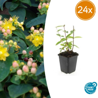 24X Hypericum inodorum 'Annebel'   ↕10 25cm   Ø9cm