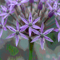 Alliumbollen Christophii