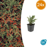 24X Cotoneaster horizontalis   ↕10 25cm   Ø9cm