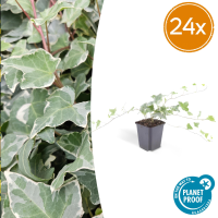 Hedera Helix 'Glacier'   20cm