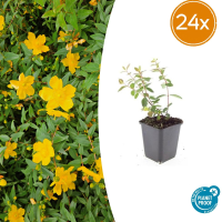 24X Hypericum dummeri 'Peter Dummer'   ↕10 25cm   Ø9cm
