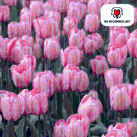Tulpenbollen Apricot Delight   20 stuks