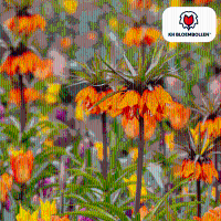 Fritillaria / Keizerskroon Garland Star 5 stuks