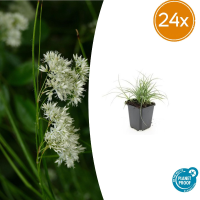 24X Luzula nivea   ↕10 25cm   Ø9cm