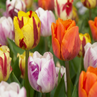 Tulpenbollen Flaming Beauty mix