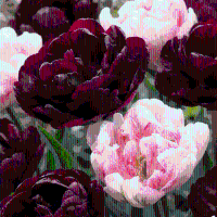 Tulpenbollen Sweet Desire mix