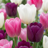 Tulpenbollen Pastel mix XL bollen