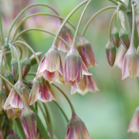Alliumbollen Siculum