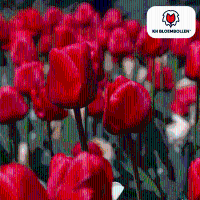 Tulpenbollen Seadov   20 stuks