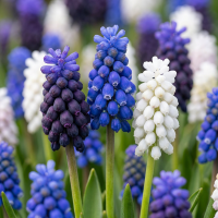 Blauwe druifjes bollen Magic mix