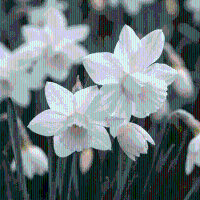 Narcisbollen Triandrus Thalia