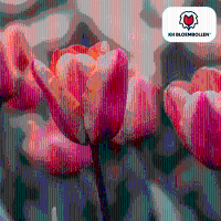 Tulpenbollen Apricot Foxx   20 stuks