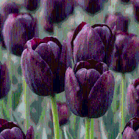 Tulpenbollen Triumph Black