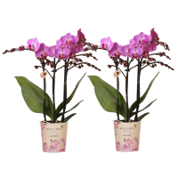 Kolibri Orchids | COMBI DEAL van 2 Phalaenopsis orchideeën   Vienna   potmaat Ø9cm | bloeiende kamerplant   vers van de kweker