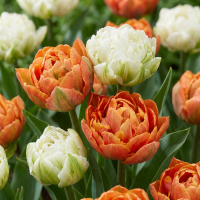 Tulpenbollen Candle Light