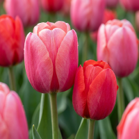 Tulpenbollen Pink Red