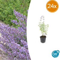 Nepeta 'Walker's Low'   20cm