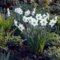 Narcisbollen Recurvus XL bollen