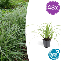 Carex morrowii 'Ice Dance'   20cm