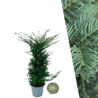 Taxus planten voor 10 meter strekkende haag   100cm