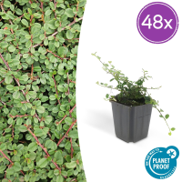 Cotoneaster Prostratus 'Queen of Carpets'   20cm
