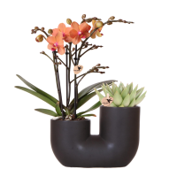 Combi deal   Orchidee Andorra + Succulent Miranda in pot Tube