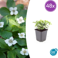 Cornus canadensis   20cm