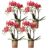 Combi deal   4 Orchideeën