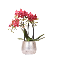 Orchidee (Phalaenopsis) inclusief pot Elite   40cm