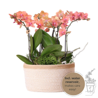 Combi deal   3x Orchidee (Phalaenopsis) + 3x Rhipsalis in witte mand met waterreservoir