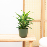 Calathea Bluegrass   35cm