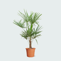 Trachycarpus Fortunei   160cm