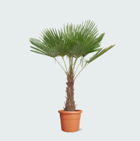 Trachycarpus Fortunei   220 cm