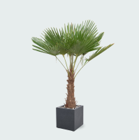 Green bubble Combi deal   Trachycarpus Fortunei inclusief pot Grigio Cube   200cm