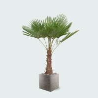 Combi deal   Trachycarpus Fortunei inclusief pot Grigio Cube   200cm
