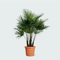 Trachycarpus Multistam   220cm