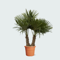 Trachycarpus Multistam   230cm