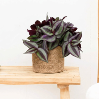 Tradescantia Zebrina   20cm