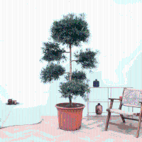 Podocarpus Macrophyllus   250cm