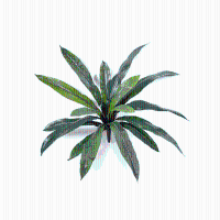 Kunst Varen Asplenium   40 cm