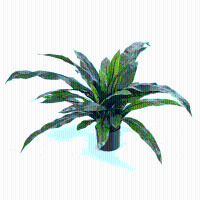 Varen Asplenium kunstplant   80 cm