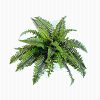 Kunstplant Varen Nephrolepis Boston   60 cm
