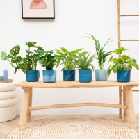 Verrassingsbox   6 planten inclusief elho Ocean Round