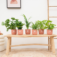 Verrassingsbox   6 planten inclusief elho Vibes Fold Round Ø14