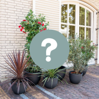 Mediterraan verrassingspakket XL   5 buitenplanten