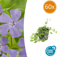 Vinca minor   20cm