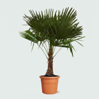 Trachycarpus Fortunei   165cm
