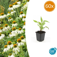 Echinacea purpurea 'White Swan'   20cm