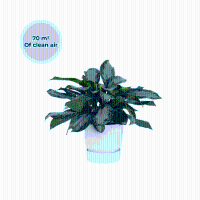 Ogreen XL Emperor