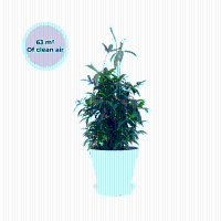 Ogreen XL Trooper